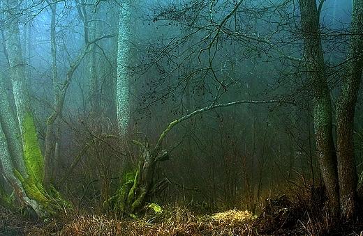 Nad rzek Supral. Puszcza Knyszyska