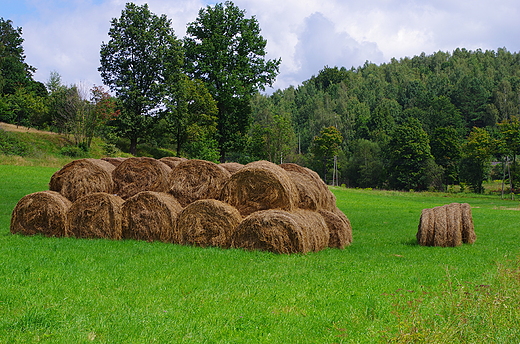 Snopki w Trzcisku