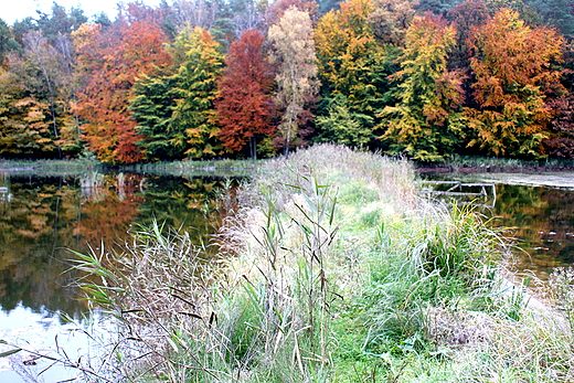 Barwy jesieni - w Puszczy Barlineckiej