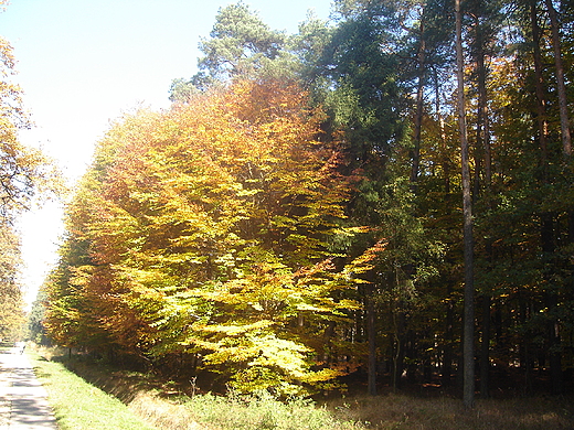 gdzie w kobirskich lasach