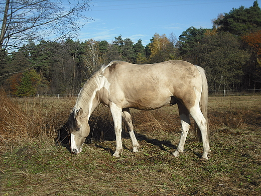 Kanie Helenowskie. Na pastwisku.