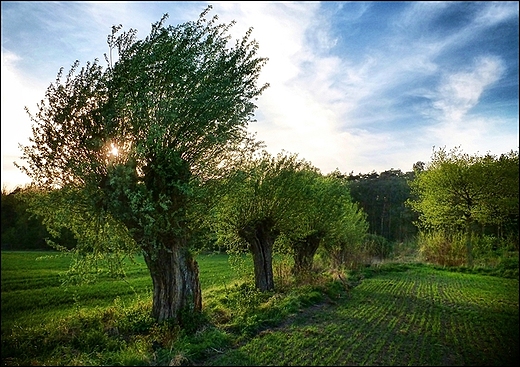 wielkopolskie wierzby