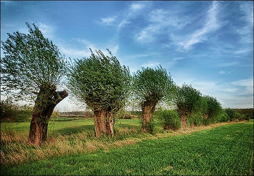 wielkopolskie wierzby