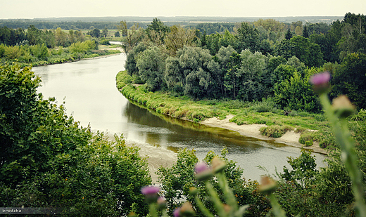 Przeom Bugu w Drohiczynie