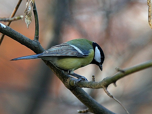 Sikorka jesienna por .