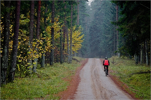 Puszcza Augustowska - trasa rowerowa.