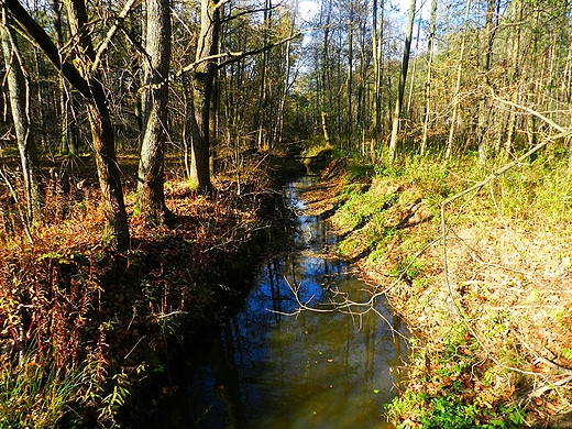 Rzeka Zota w gminie Adamwka