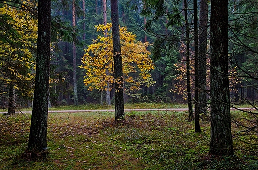 Puszcza Augustowska jesieni.
