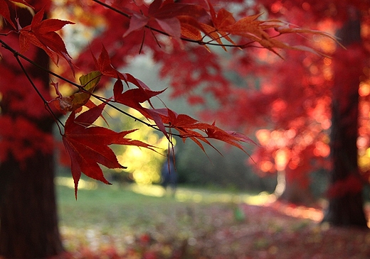 kolory jesieni w arboretum