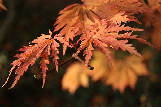 kolory jesieni w arboretum