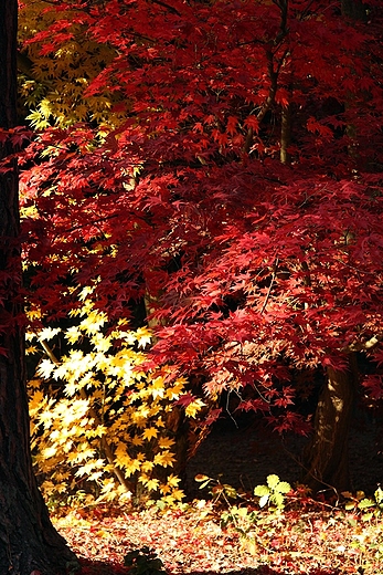 kolory jesieni w arboretum