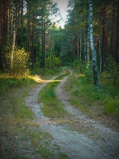 Lene drki. Zaostrw.