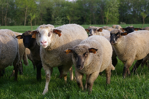 Owce w Haczowej