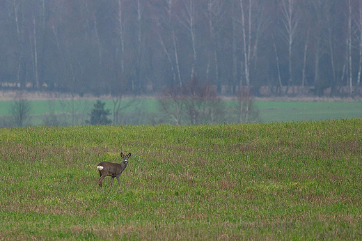 Gdzie na podlasiu.