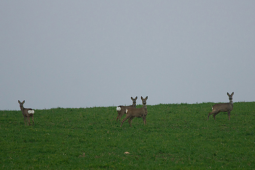 Gdzie na podlasiu.