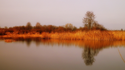 Nad Biebrz pn jesieni.