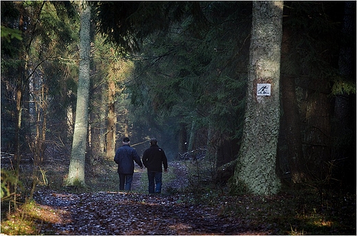 Puszcza Augustowska - trasa narciarska.