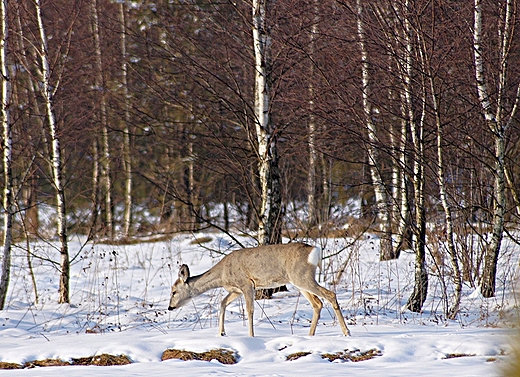 zima z sarnami