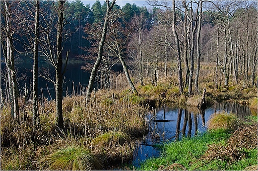 Nad jeziorem Czarnym Wigierskim.