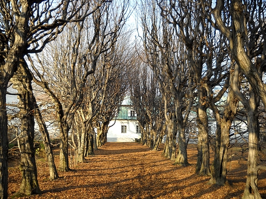 Park w Mogilanach i listopadowe drzewa