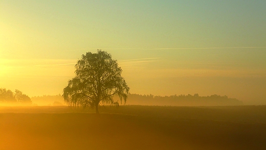 Sweet Morning Light...