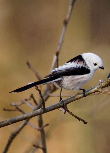 raniuszek