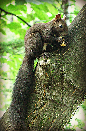 piękna brunetka
