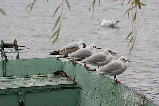 ptaki na Jeziorze Barlineckim