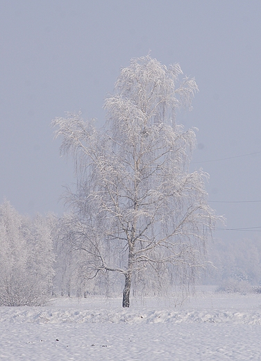 zima i drzewa