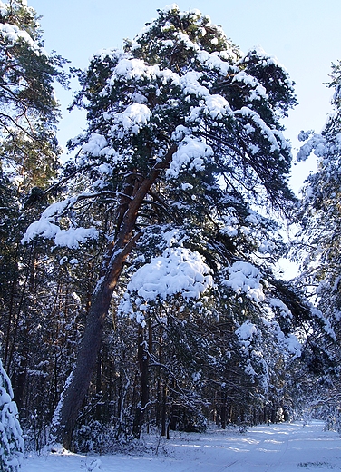 zima i drzewa