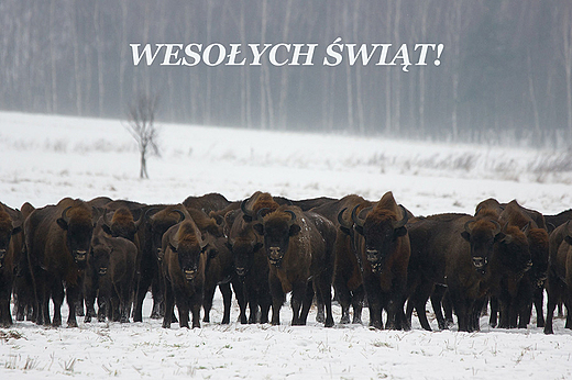Wesoych ... 