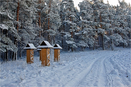 Stranicy Puszczy Augustowskiej ?