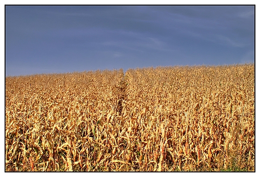 Szewnia Dolna - pole najzwyklejszej kukurydzy