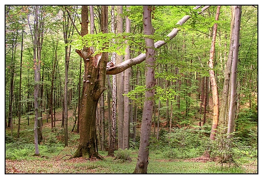 Szewnia Dolna - Roztoczaski Park Narodowy