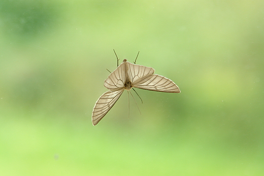 Dyblik liniaczek - Sciona lineata