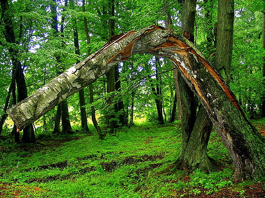 Pogruchatana brzoza. Okolice Mikoajek