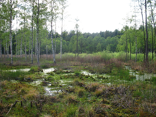 Bajkowe torfowisko w wierkocinie