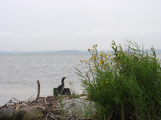 Kormoran - suszenie skrzyde