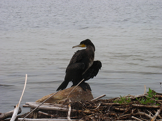 Kormoran - suszenie skrzyde