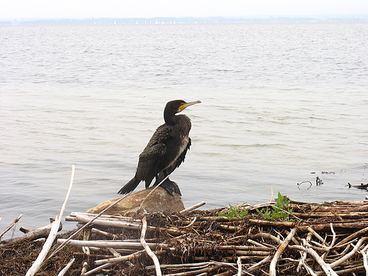 Kormoran - suszenie skrzyde