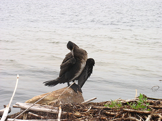 Kormoran - suszenie skrzyde