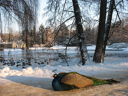 Łazienki zimą