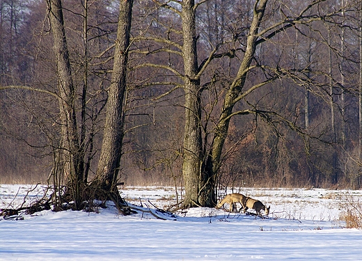 zima z sarnami