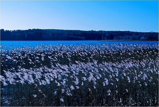 Jezioro Wigry - Plos Wigierski.