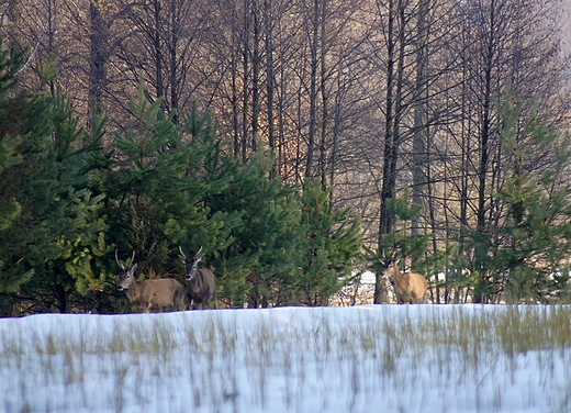 modziki,jelenie