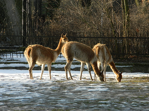 Warszawa. Nowy Rok w warszawskim ZOO.