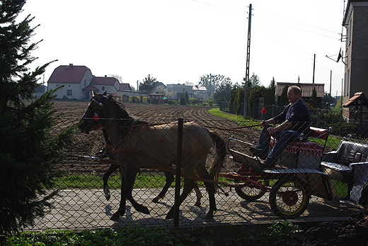 Pdz konie po betonie