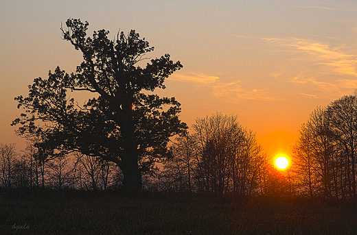 Staruszek