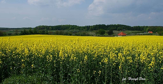 Kwitnce rzepaki w okolicach Trzebnicy