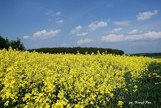 Kwitnce rzepaki w okolicach Trzebnicy